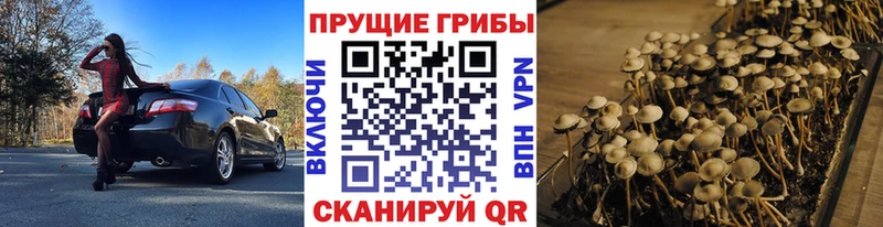 Псилоцибиновые грибы Psilocybine cubensis  Куйбышев 